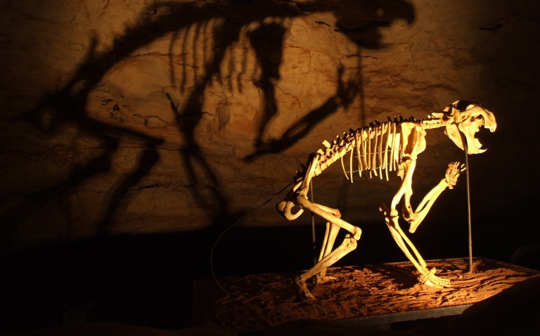foto van het skelet van een uitgestorven buidelleeuw in de naracoorte grotten in australië